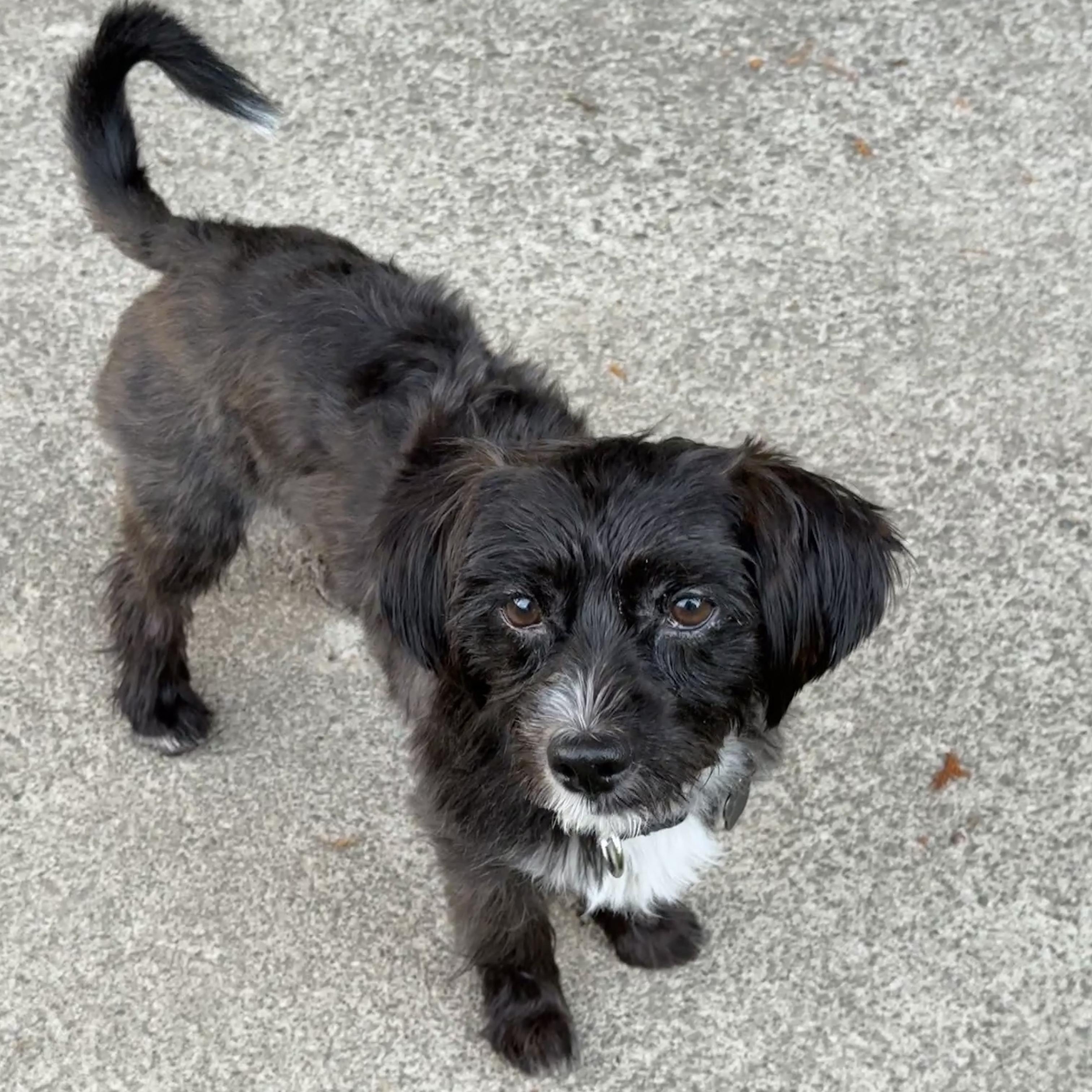 Enlarge Augustus, an adopted mixed breed in Portland, OR image 4/6