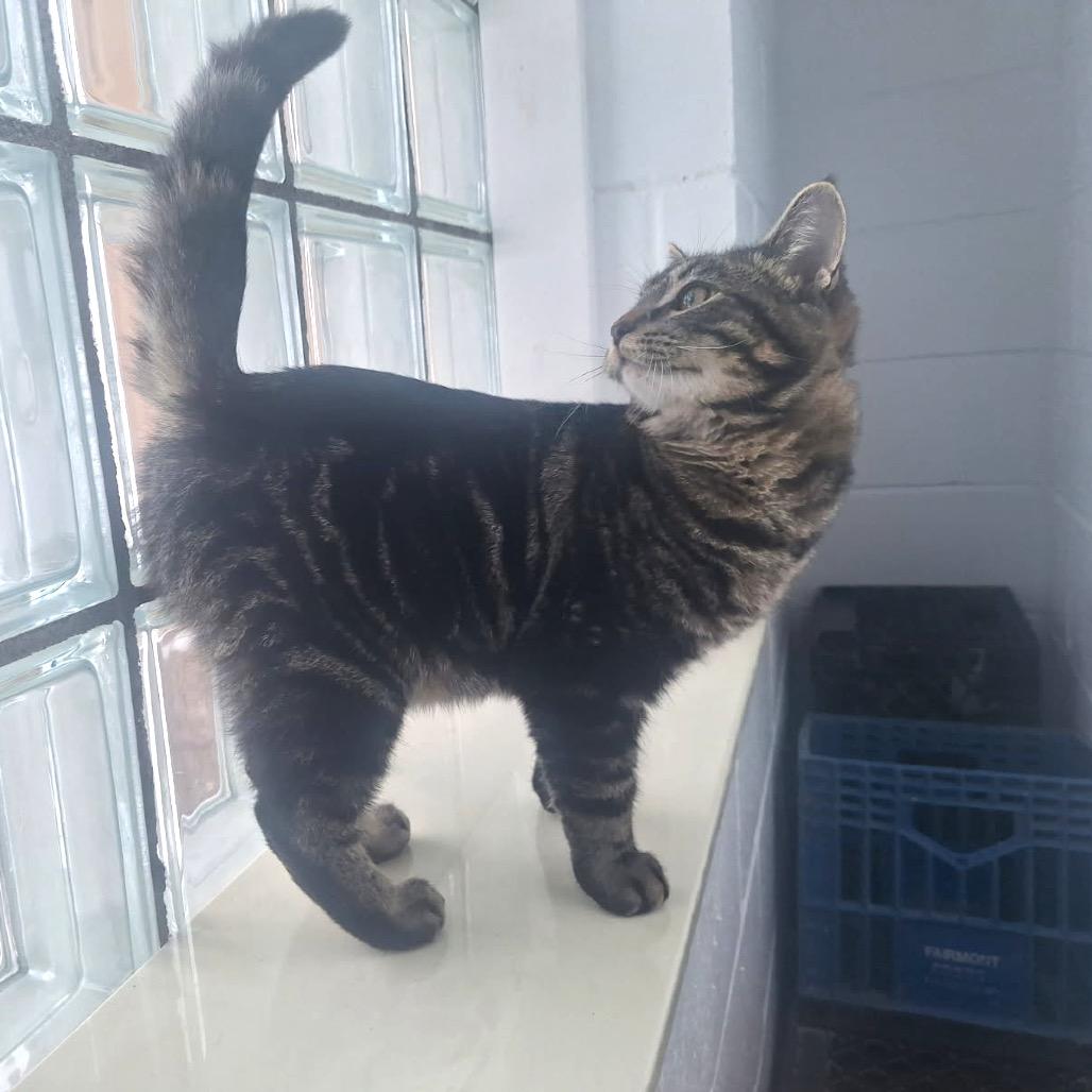 Enlarge Gunther, a Adoptable Domestic Short Hair in Albert Lea, MN image 1/6