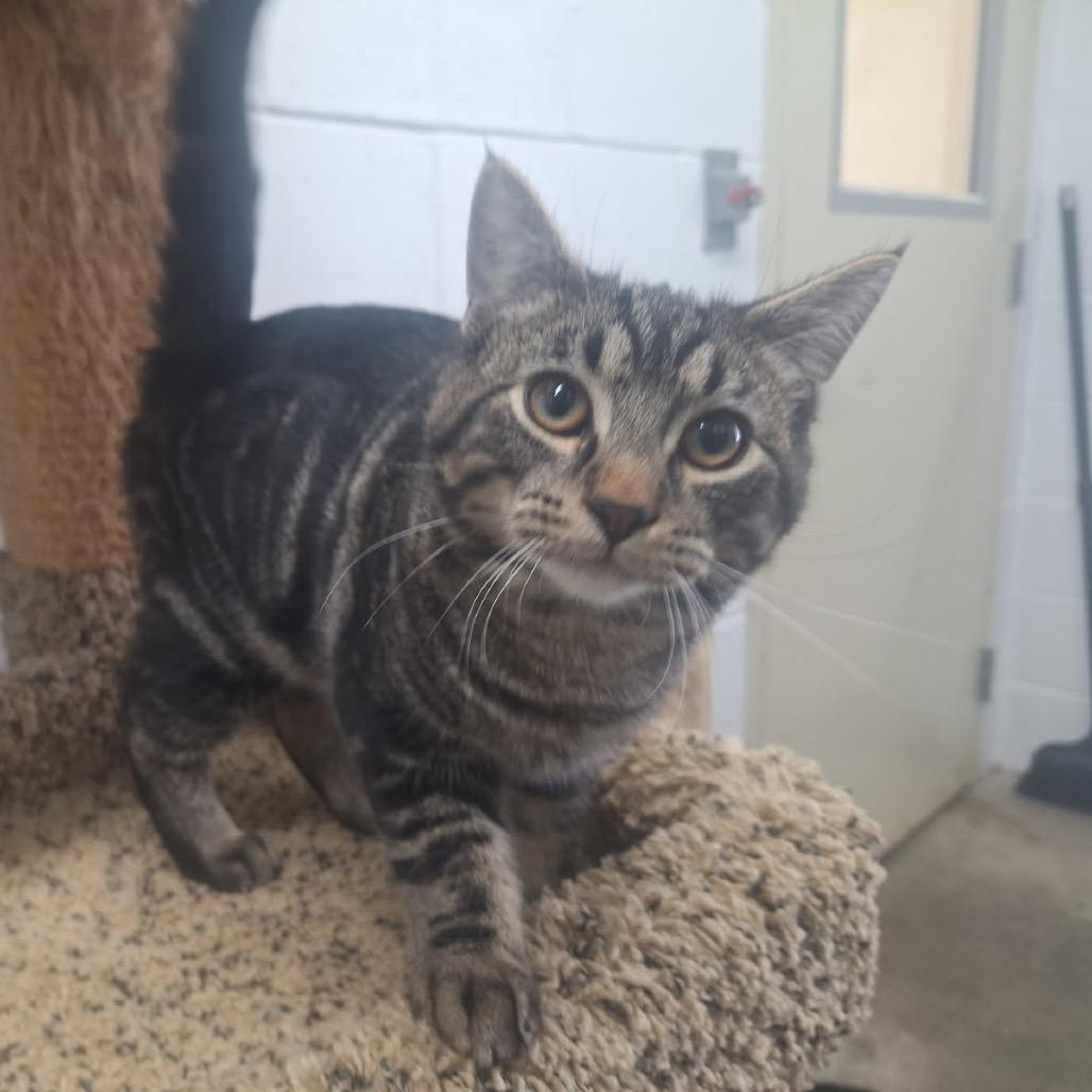 Enlarge Gunther, a Adoptable Domestic Short Hair in Albert Lea, MN image 2/6