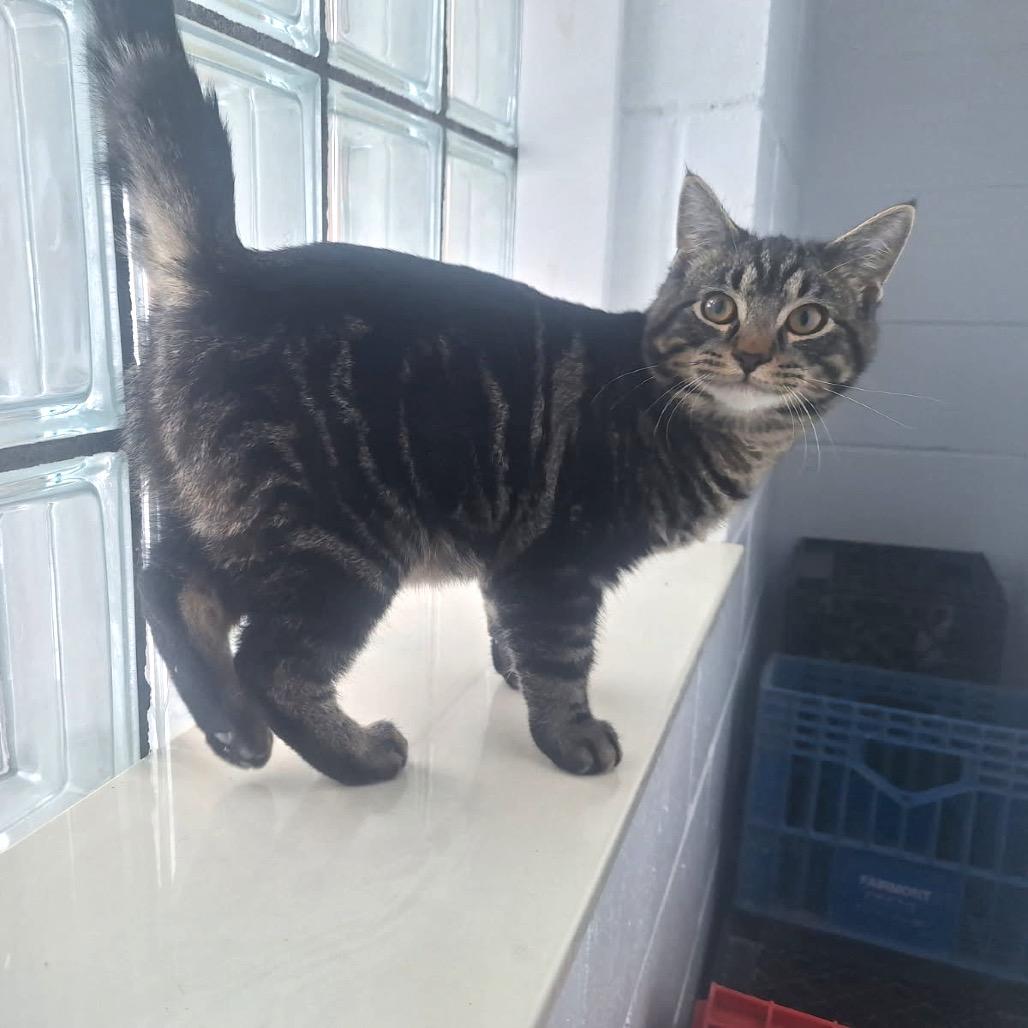 Enlarge Gunther, a Adoptable Domestic Short Hair in Albert Lea, MN image 3/6