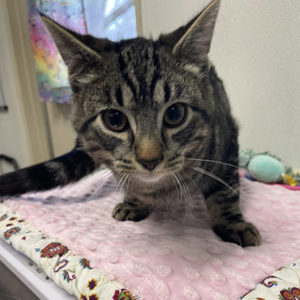 Enlarge Gunther, a Adoptable Domestic Short Hair in Albert Lea, MN image 4/6