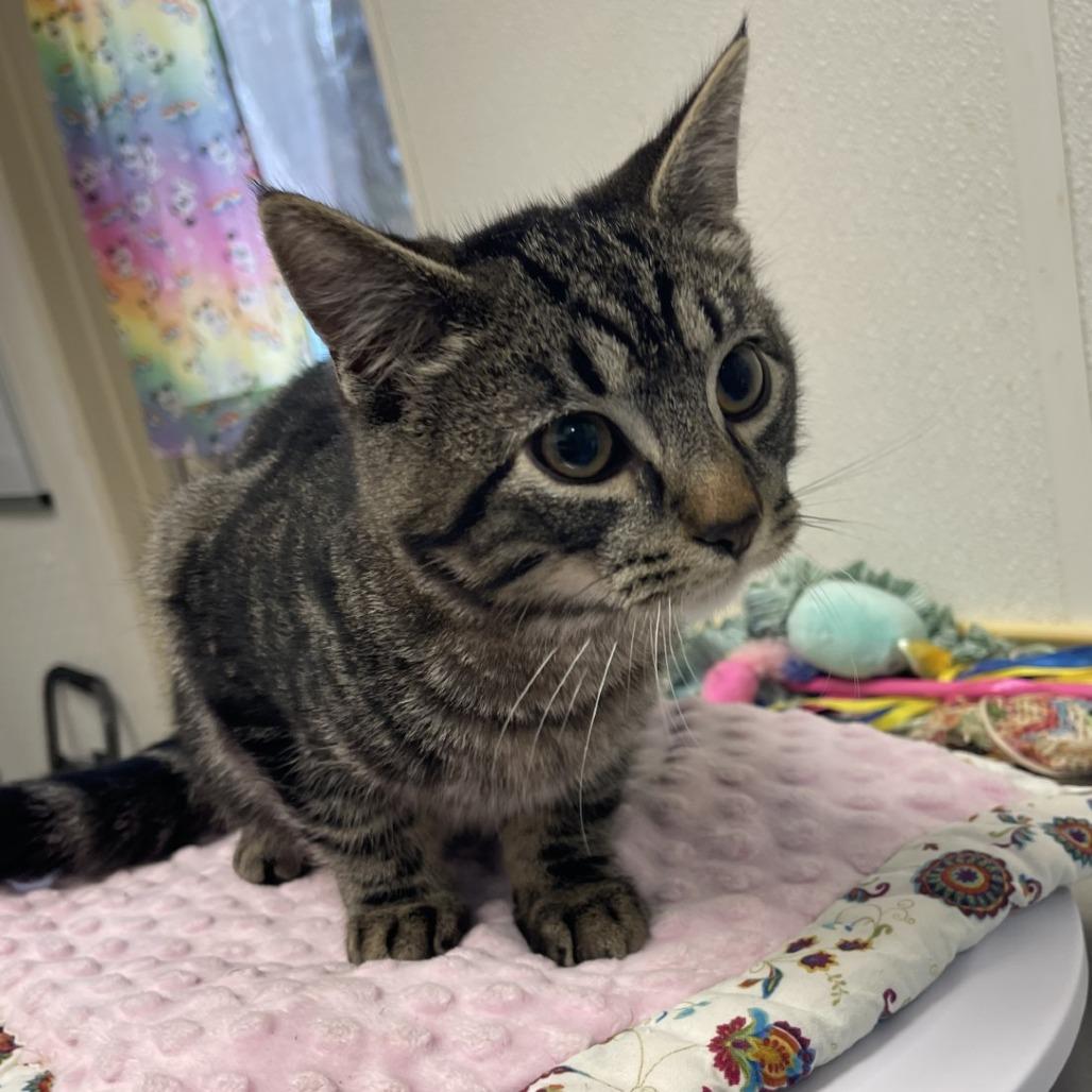 Enlarge Gunther, a Adoptable Domestic Short Hair in Albert Lea, MN image 5/6