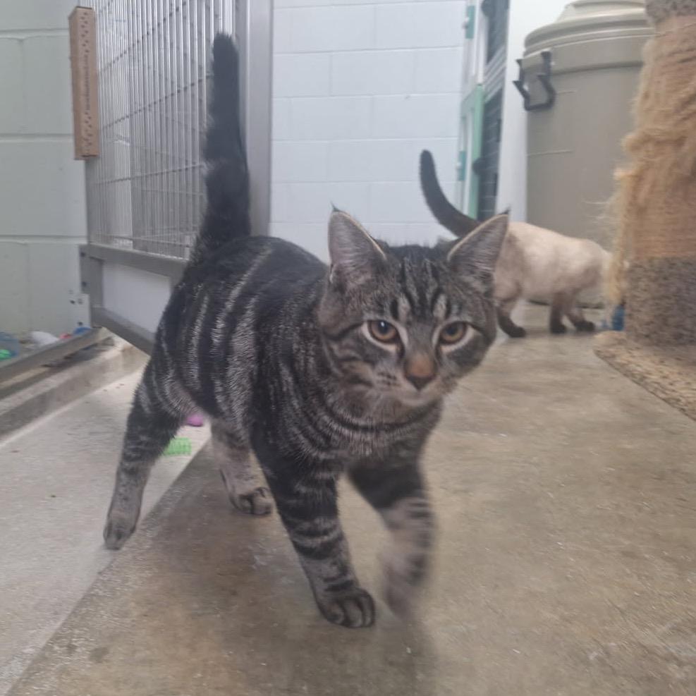 Enlarge Gunther, a Adoptable Domestic Short Hair in Albert Lea, MN image 6/6