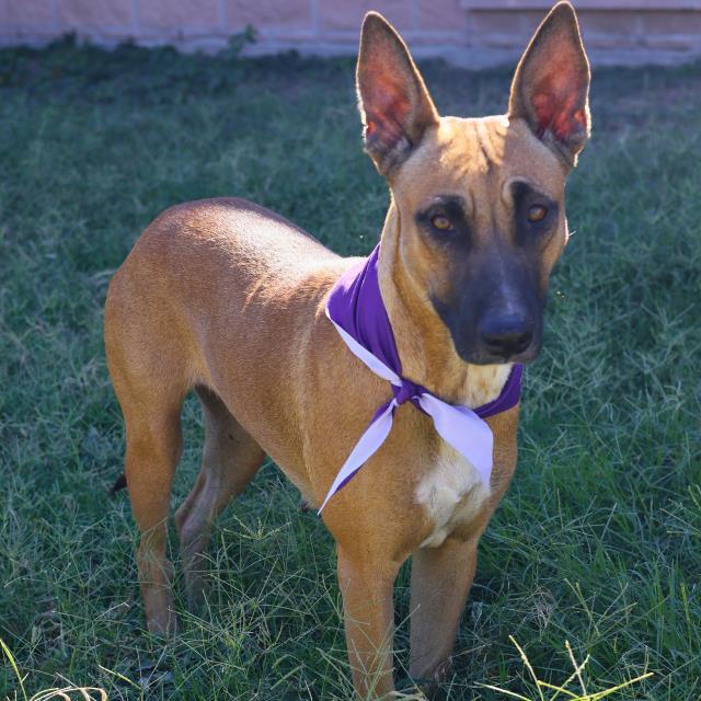 Fiona - fabulous, friendly, funny, faithful, full package, adopted, Young Female Belgian Shepherd / Malinois & German Shepherd Dog.