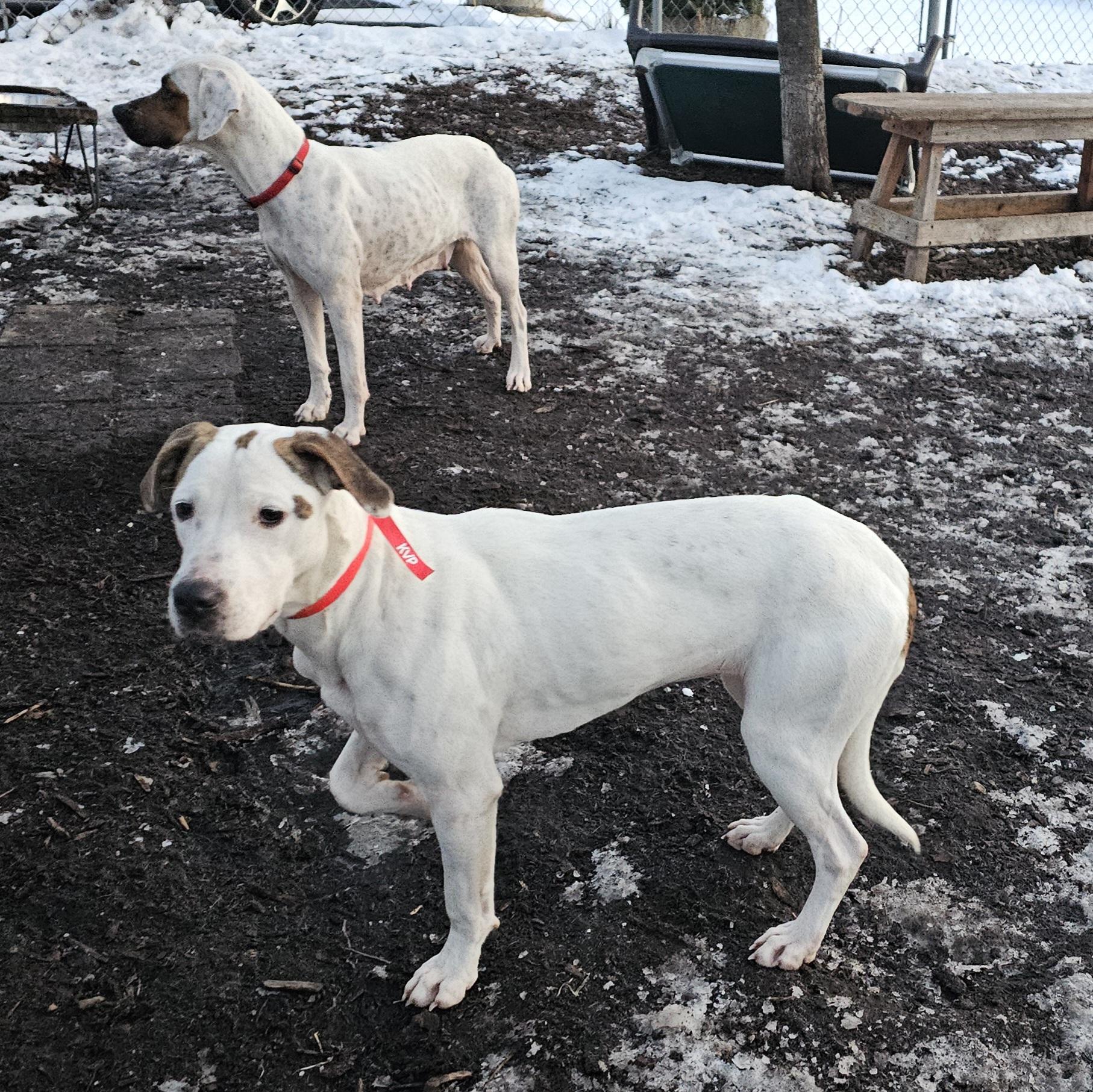 Enlarge Dot (and Harlequin), a ADOPTABLE mixed breed in Ringwood, NJ image 5/6