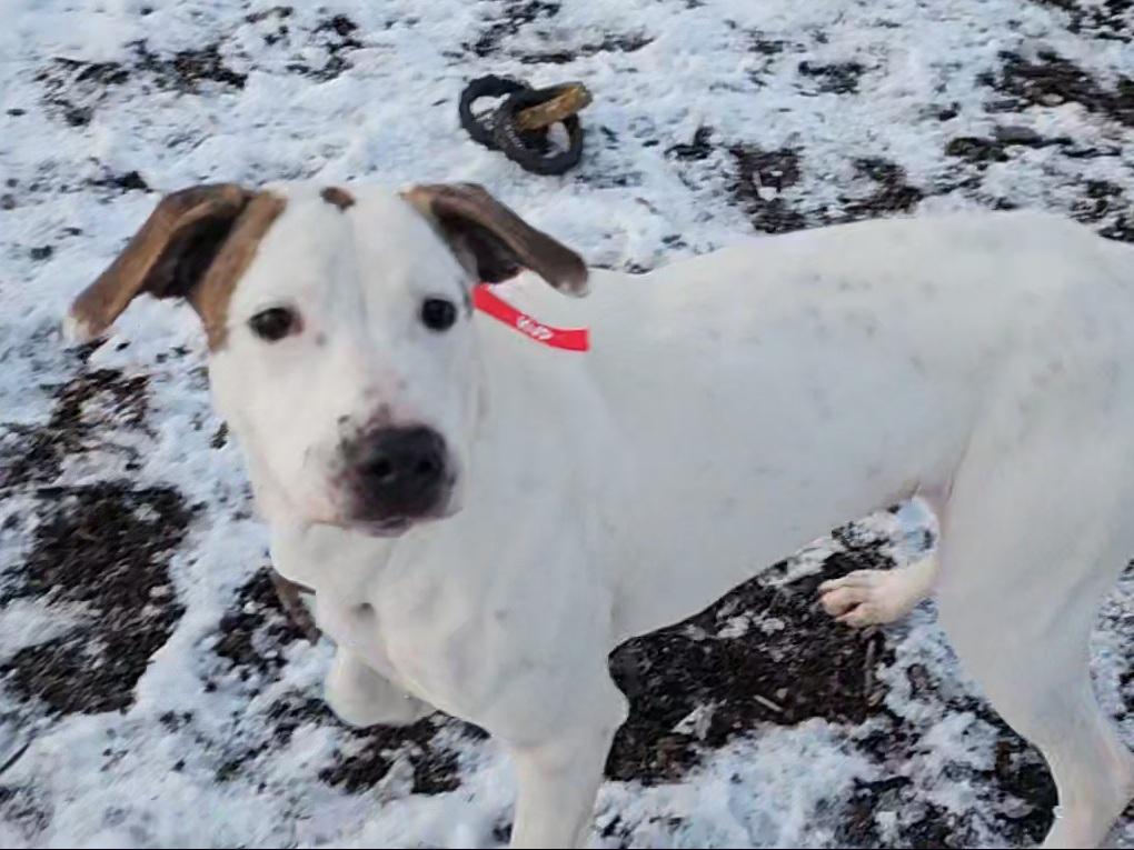 Enlarge Dot (and Harlequin), a ADOPTABLE mixed breed in Ringwood, NJ image 2/6