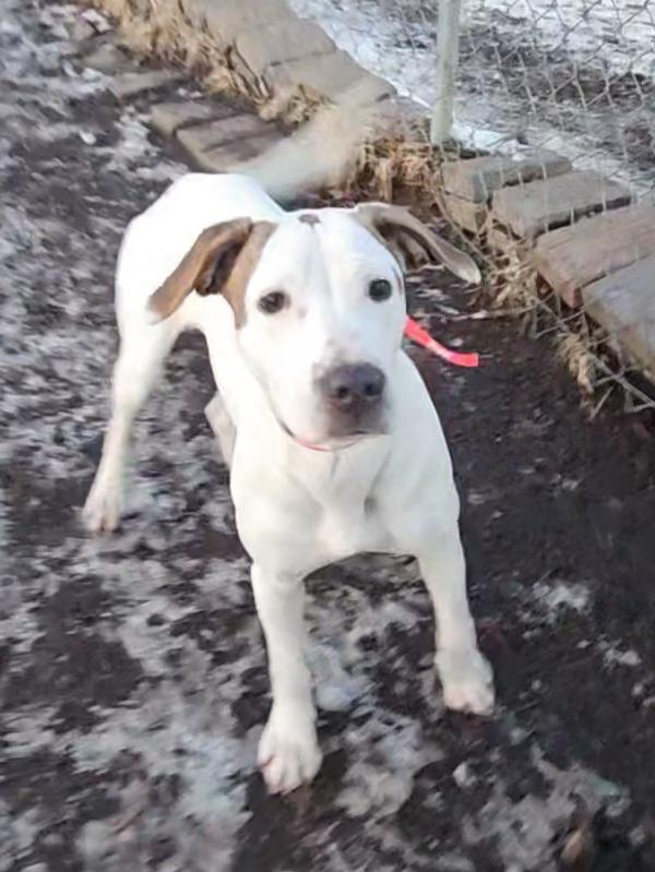 Enlarge Dot (and Harlequin), a ADOPTABLE mixed breed in Ringwood, NJ image 1/6