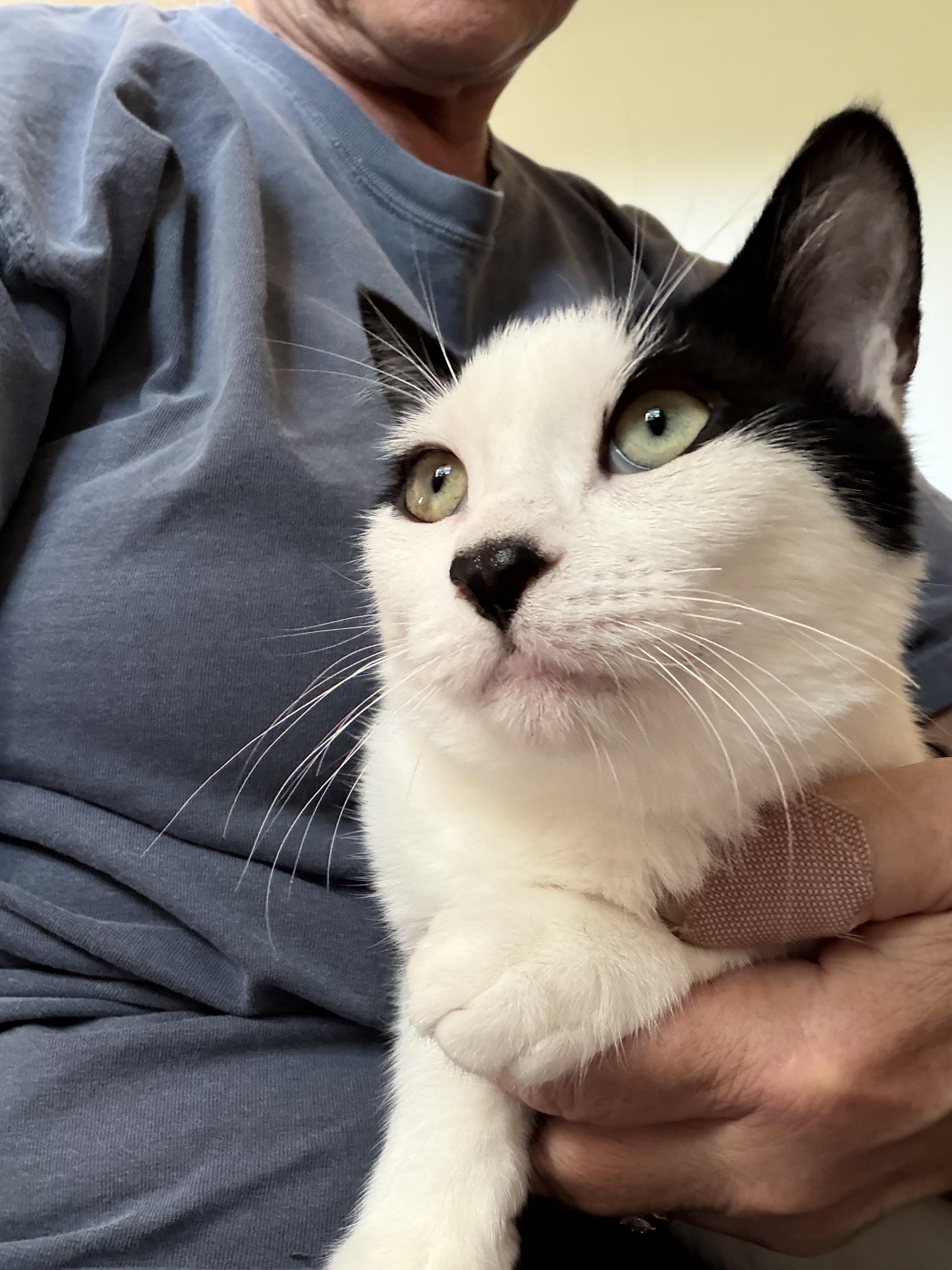 Enlarge Daisy, a ADOPTABLE Domestic Short Hair in Milwaukee, WI image 3/5
