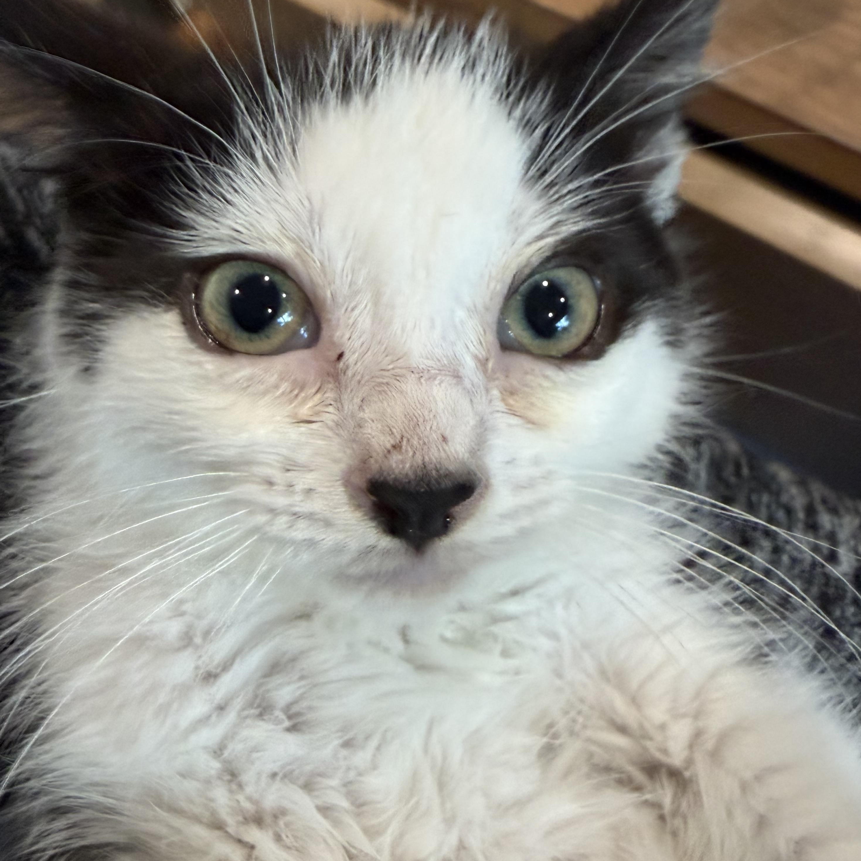 Enlarge Daisy, a ADOPTABLE Domestic Short Hair in Milwaukee, WI image 5/5