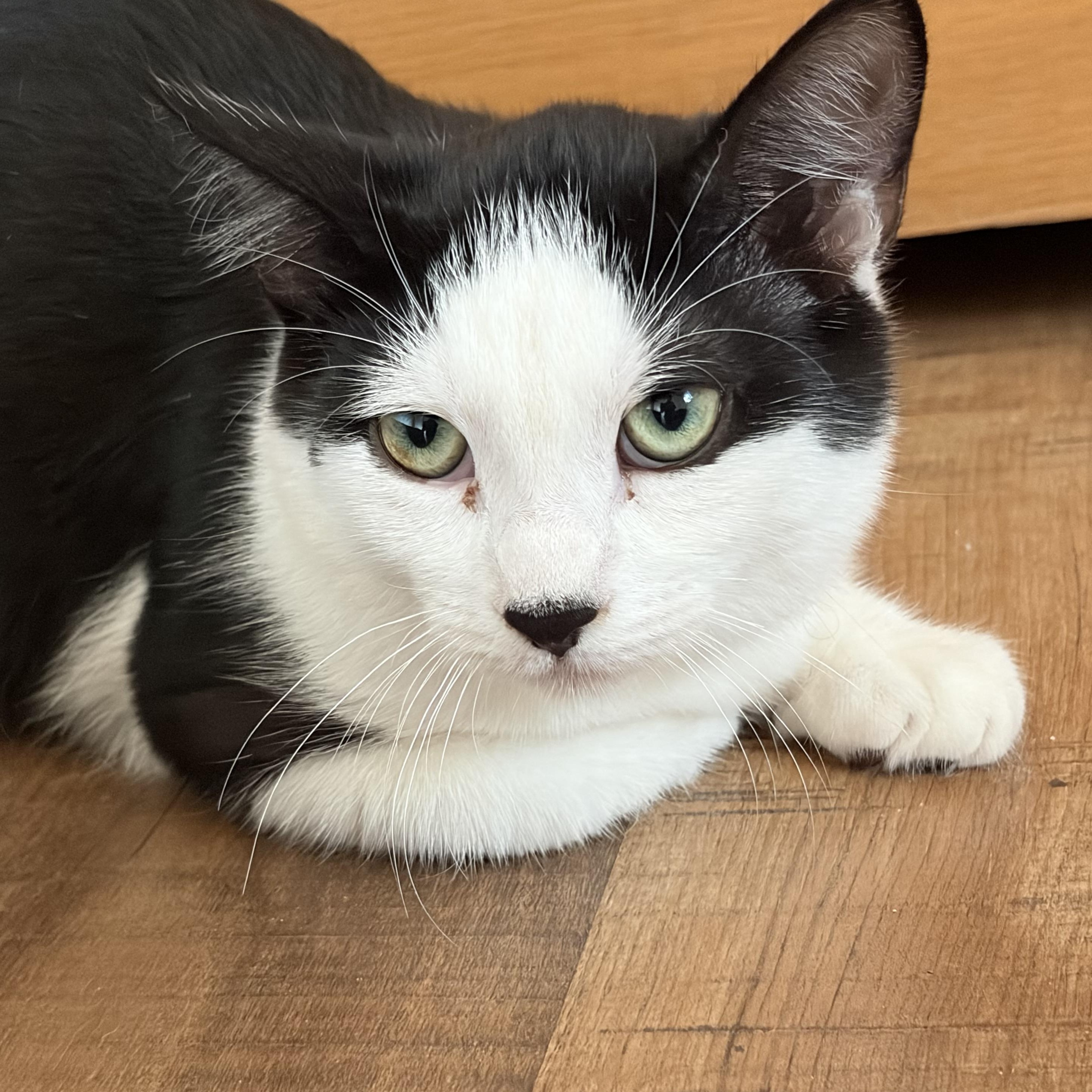 Daisy, ADOPTABLE, Kitten Female Domestic Short Hair.