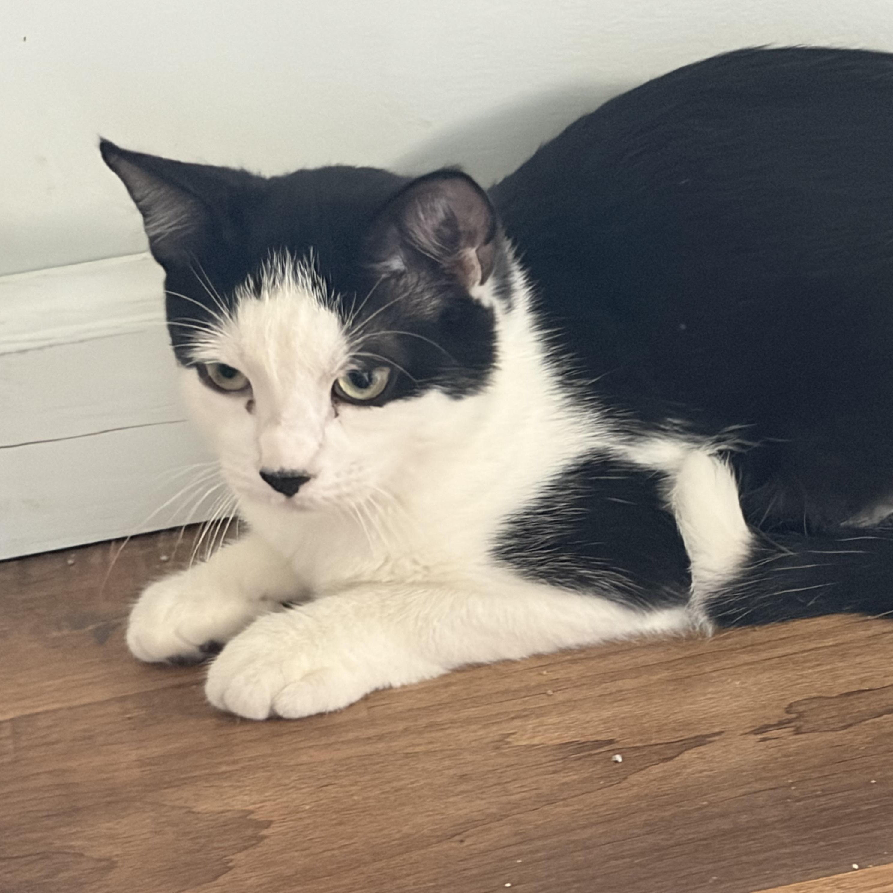 Enlarge Daisy, a ADOPTABLE Domestic Short Hair in Milwaukee, WI image 2/5