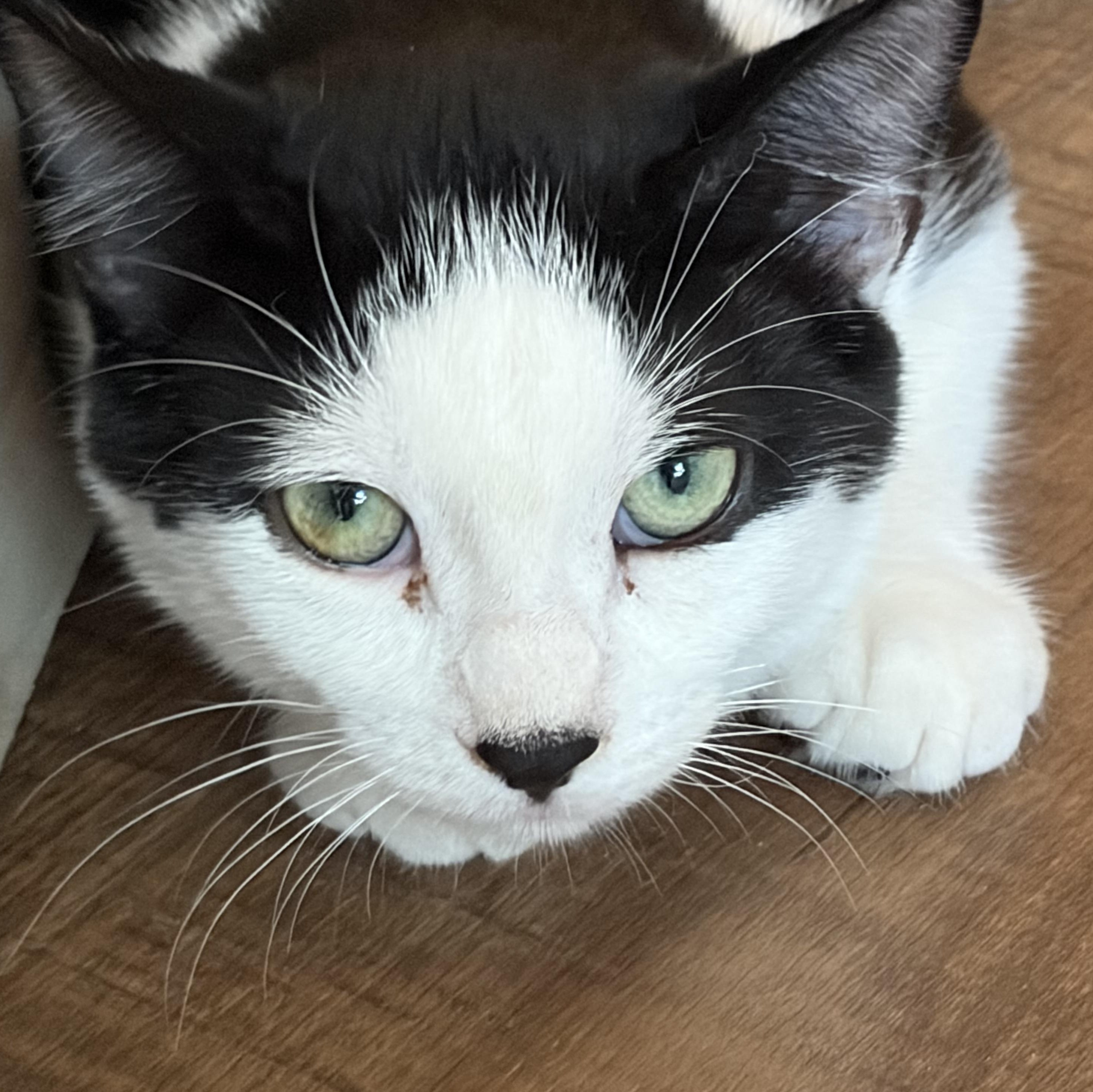 Enlarge Daisy, a ADOPTABLE Domestic Short Hair in Milwaukee, WI image 4/5