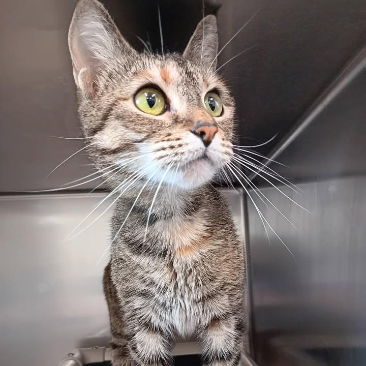 Enlarge Cinderpelt, a ADOPTABLE Domestic Short Hair in Winthrop, ME image 1/1