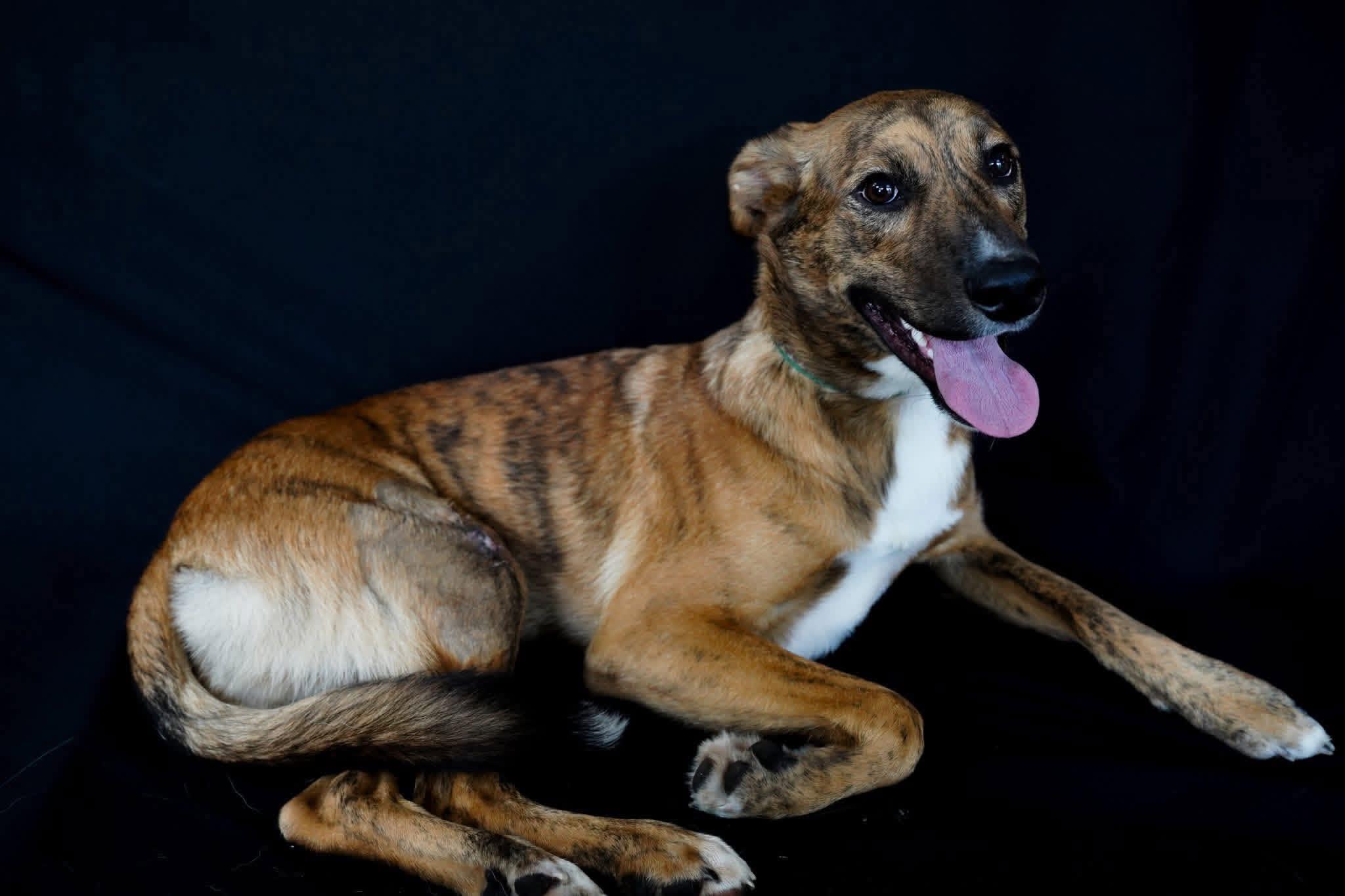 Gideon, ADOPTABLE, Adult Male Greyhound.