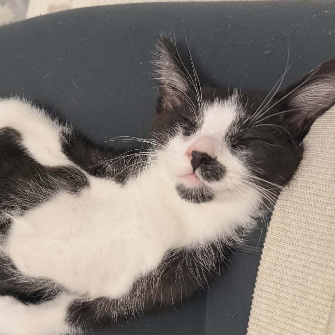 LOUIE, Adoptable, Kitten Male Domestic Short Hair.