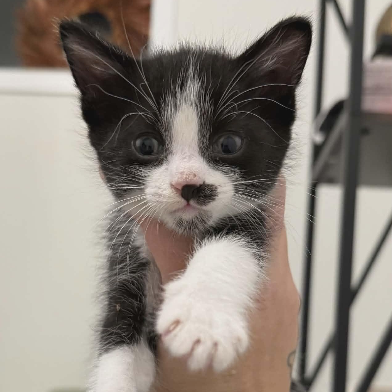 Enlarge LOUIE, a Adoptable Domestic Short Hair in Tillsonburg, ON image 2/3