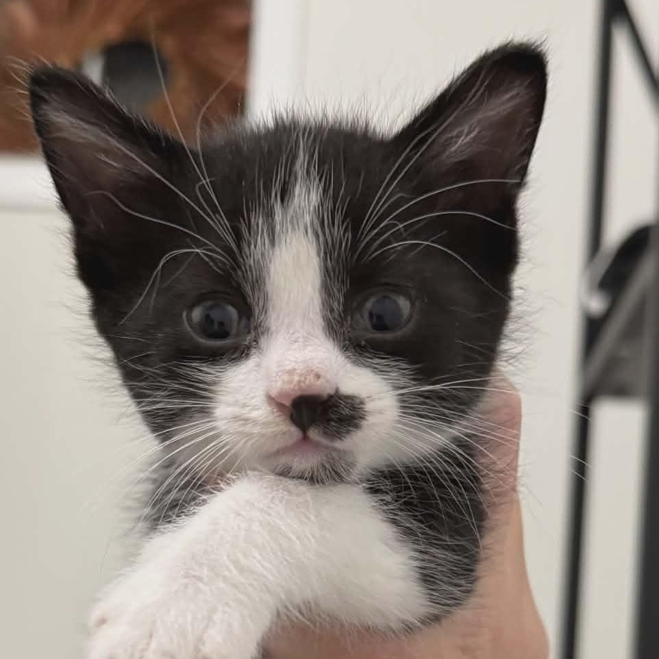 Enlarge LOUIE, a Adoptable Domestic Short Hair in Tillsonburg, ON image 3/3