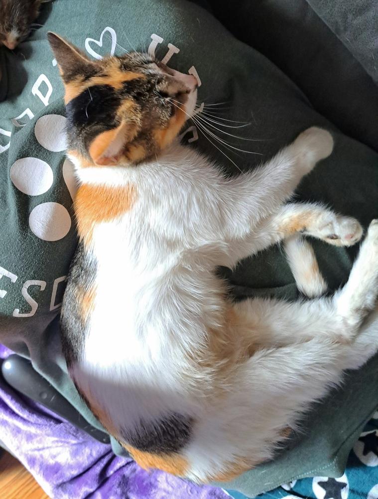 Paprika (26-215 C), Adoptable, Young Female Domestic Short Hair.