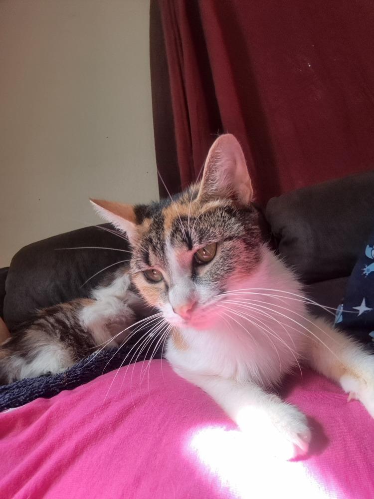 Enlarge Paprika (26-215 C), a Adoptable Domestic Short Hair in Lansing, MI image 2/4