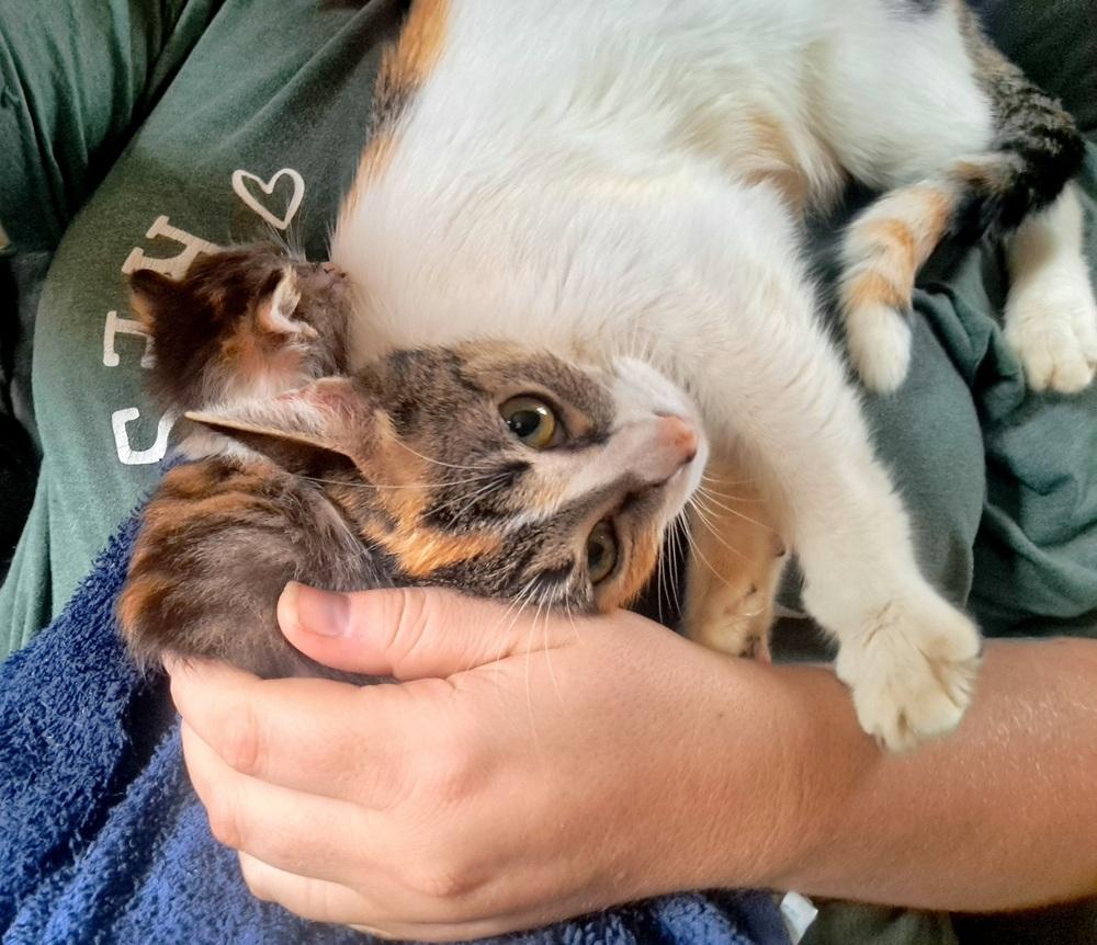 Enlarge Paprika (26-215 C), a Adoptable Domestic Short Hair in Lansing, MI image 4/4
