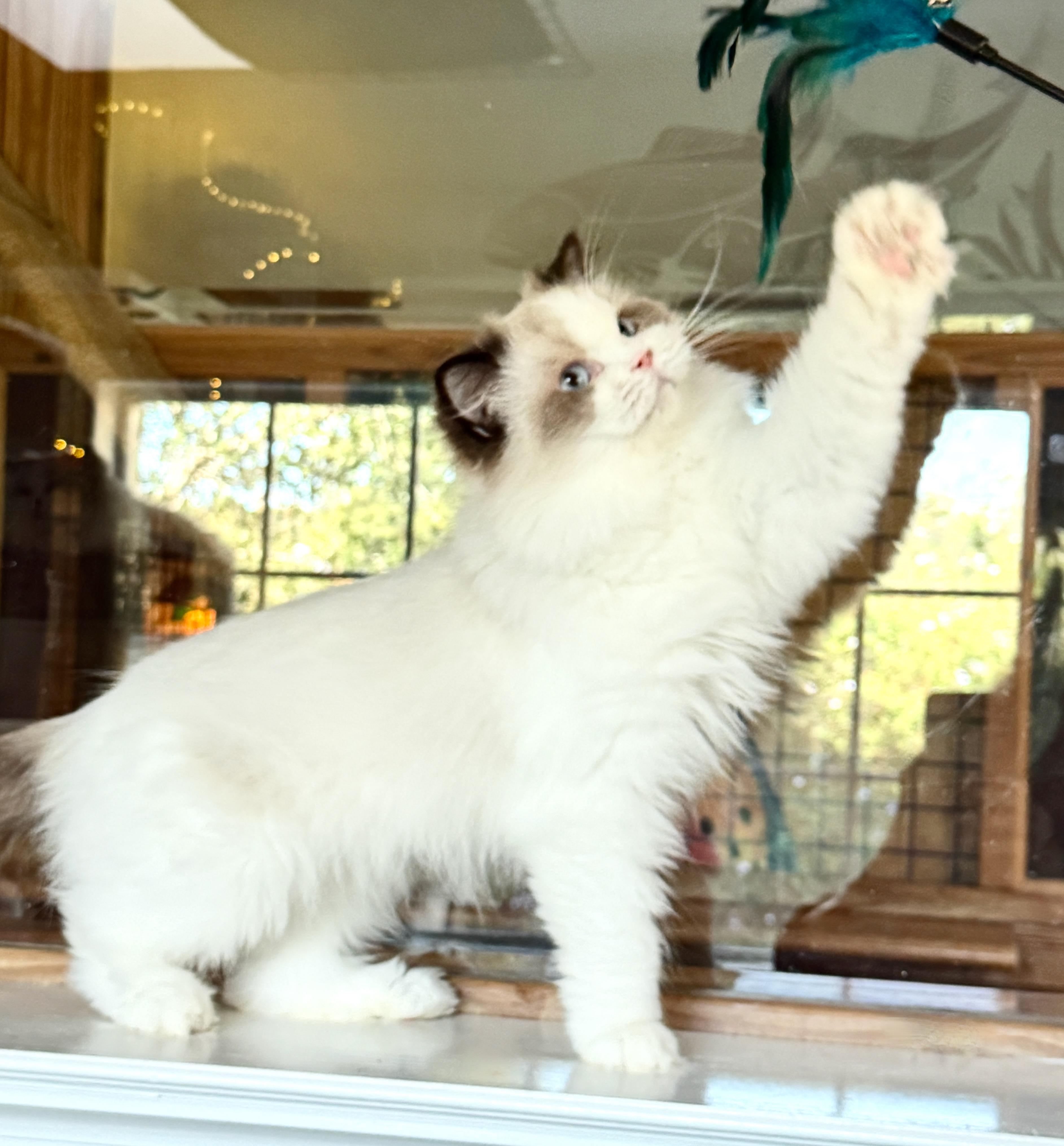 Enlarge Puff Pastry (Eclair), a Adopted Ragdoll in Davis, CA image 1/2