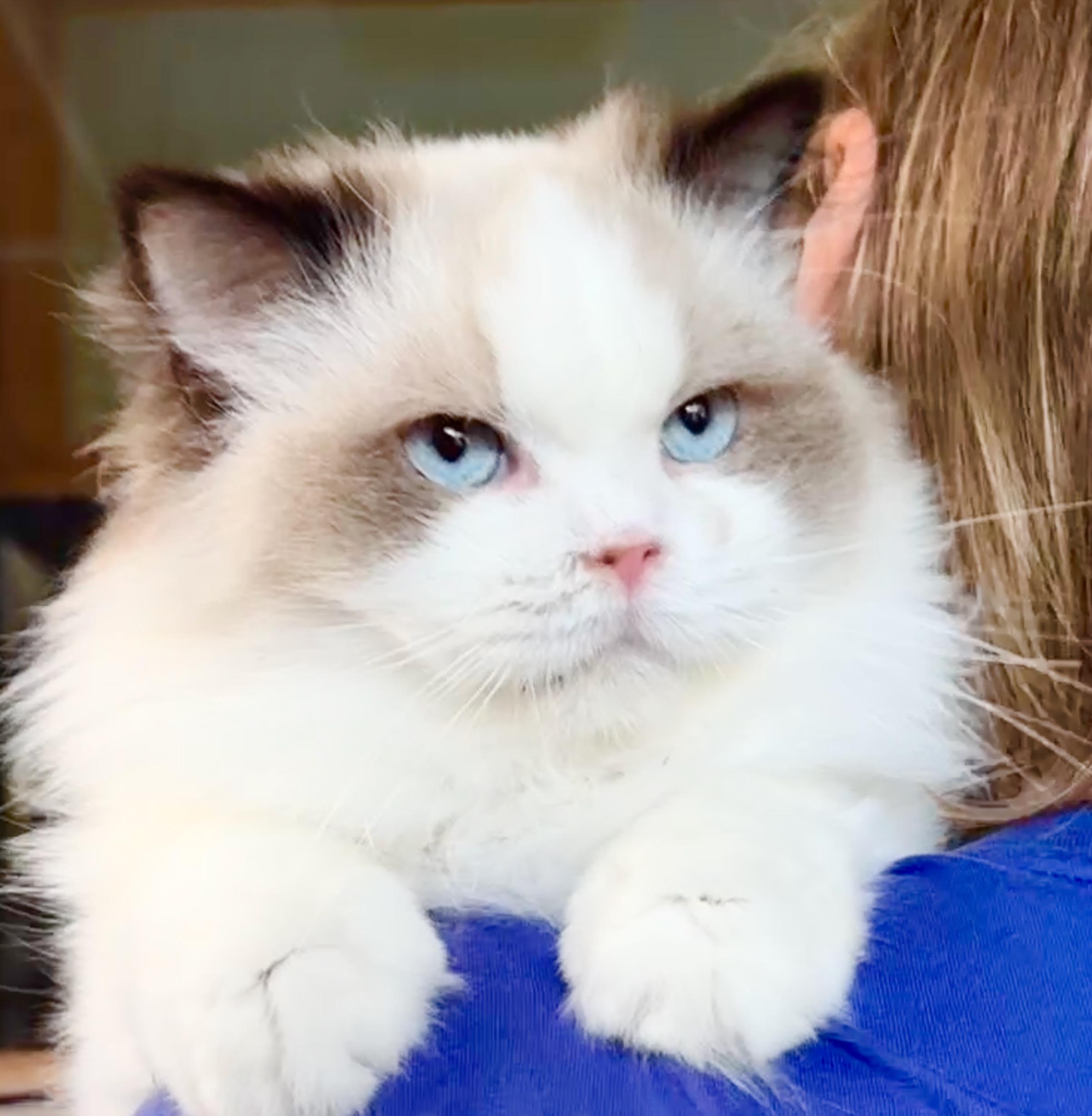 Enlarge Puff Pastry (Eclair), a Adopted Ragdoll in Davis, CA image 2/2