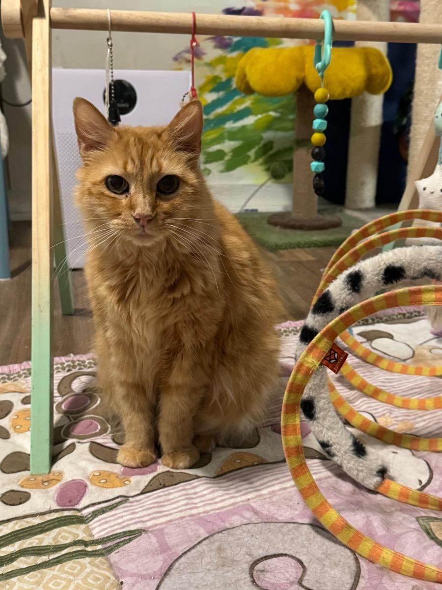 Goldie, a Adoptable Tabby in Temecula, CA image 3/4