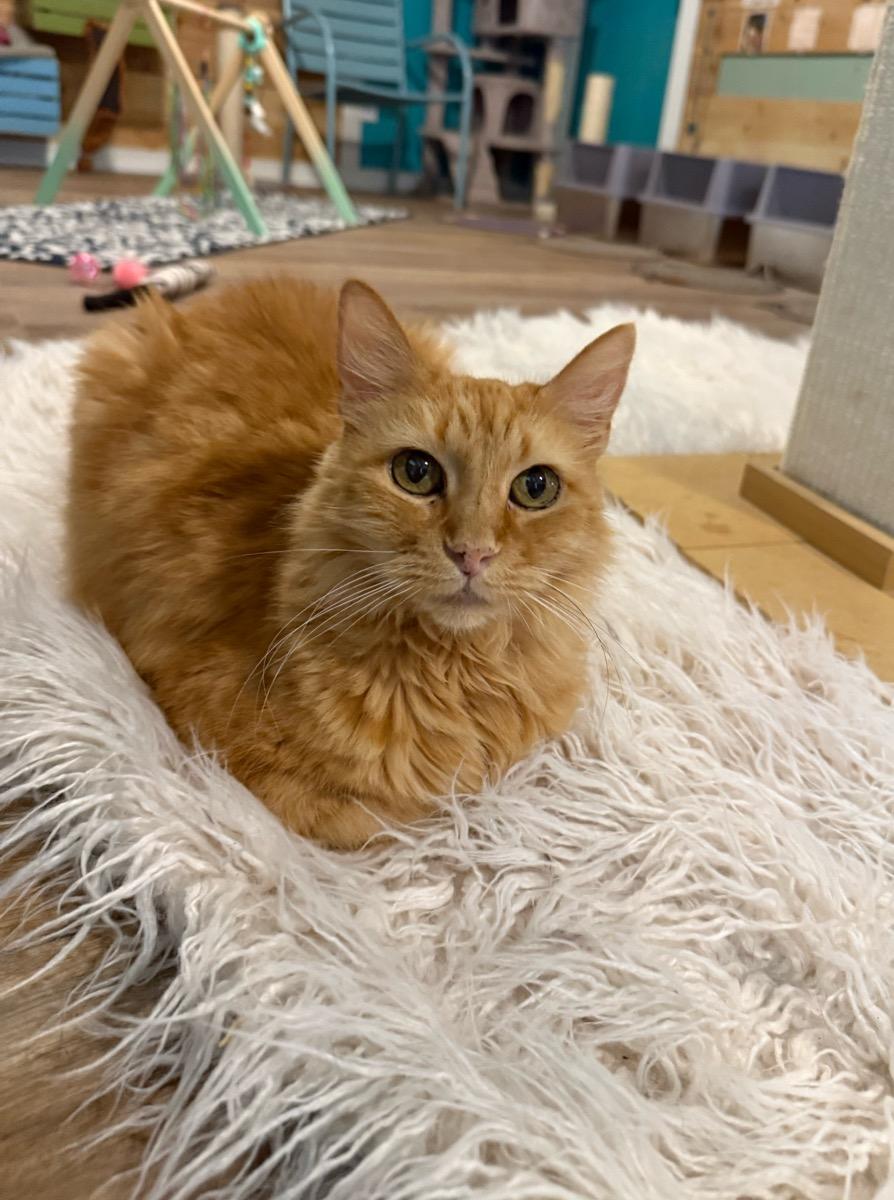 Goldie, a Adoptable Tabby in Temecula, CA image 1/4