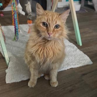 Goldie, a Adoptable Tabby in Temecula, CA image 4/4