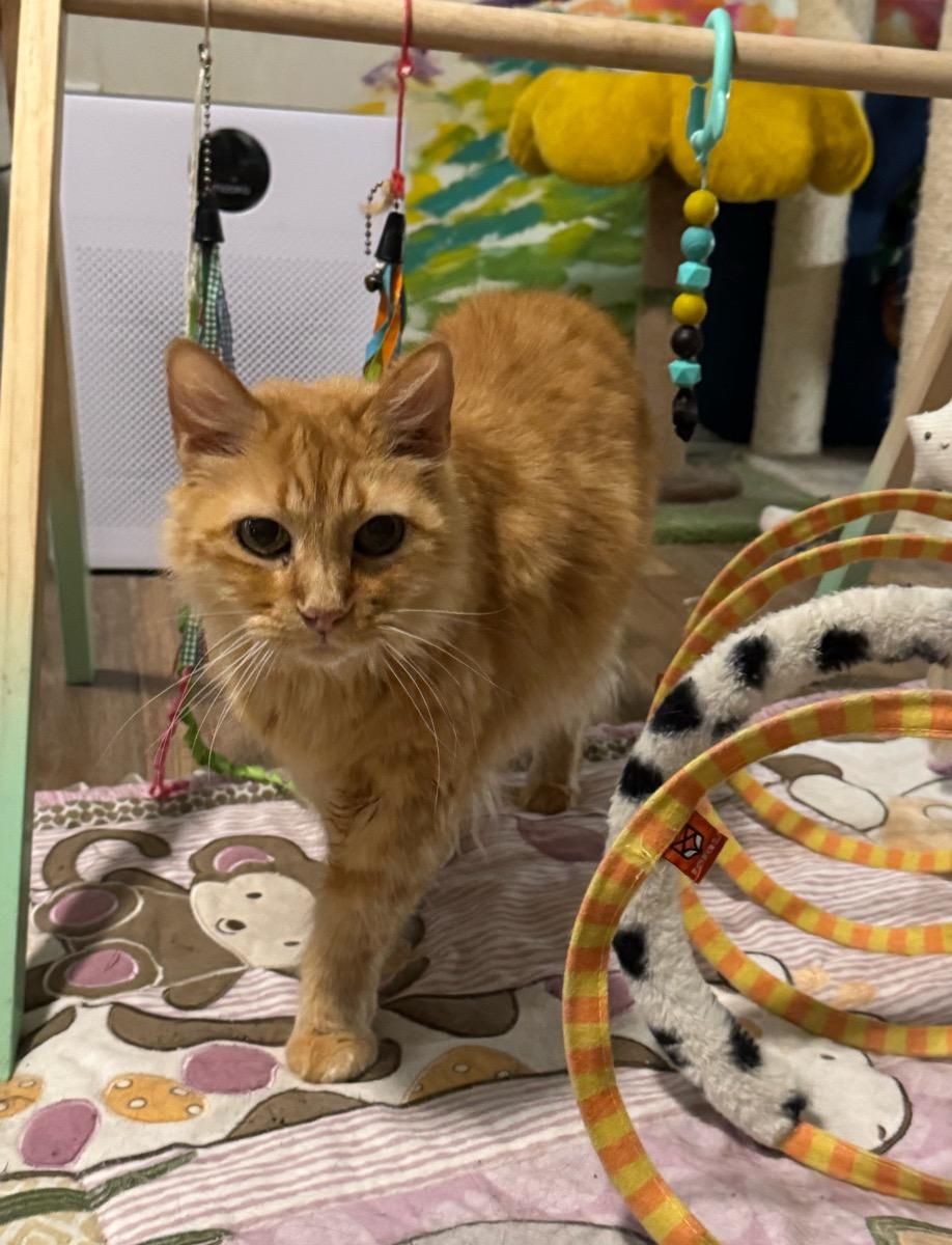 Goldie, Adoptable, Senior Female Tabby.
