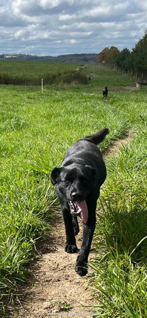 Cliffe, a Adoptable mixed breed in Terra Cotta, ON image 3/3