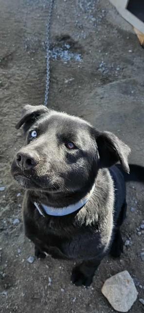 Cliffe, a Adoptable mixed breed in Terra Cotta, ON image 2/3