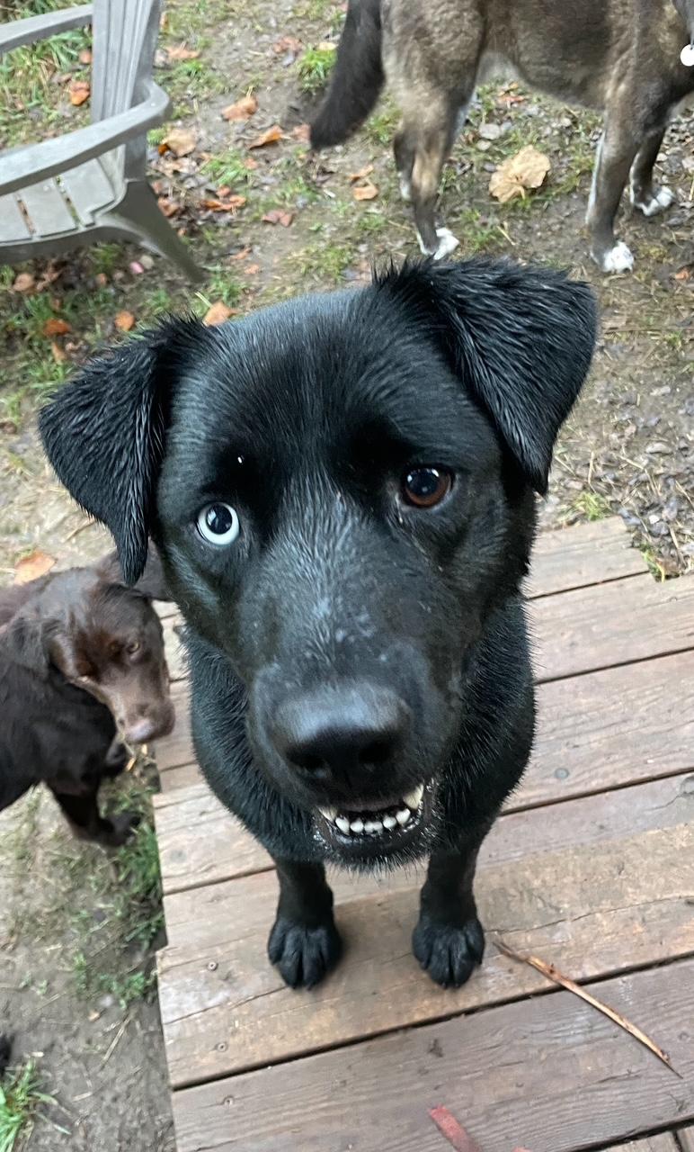 Cliffe, Adoptable, Adult Male Black Labrador Retriever.