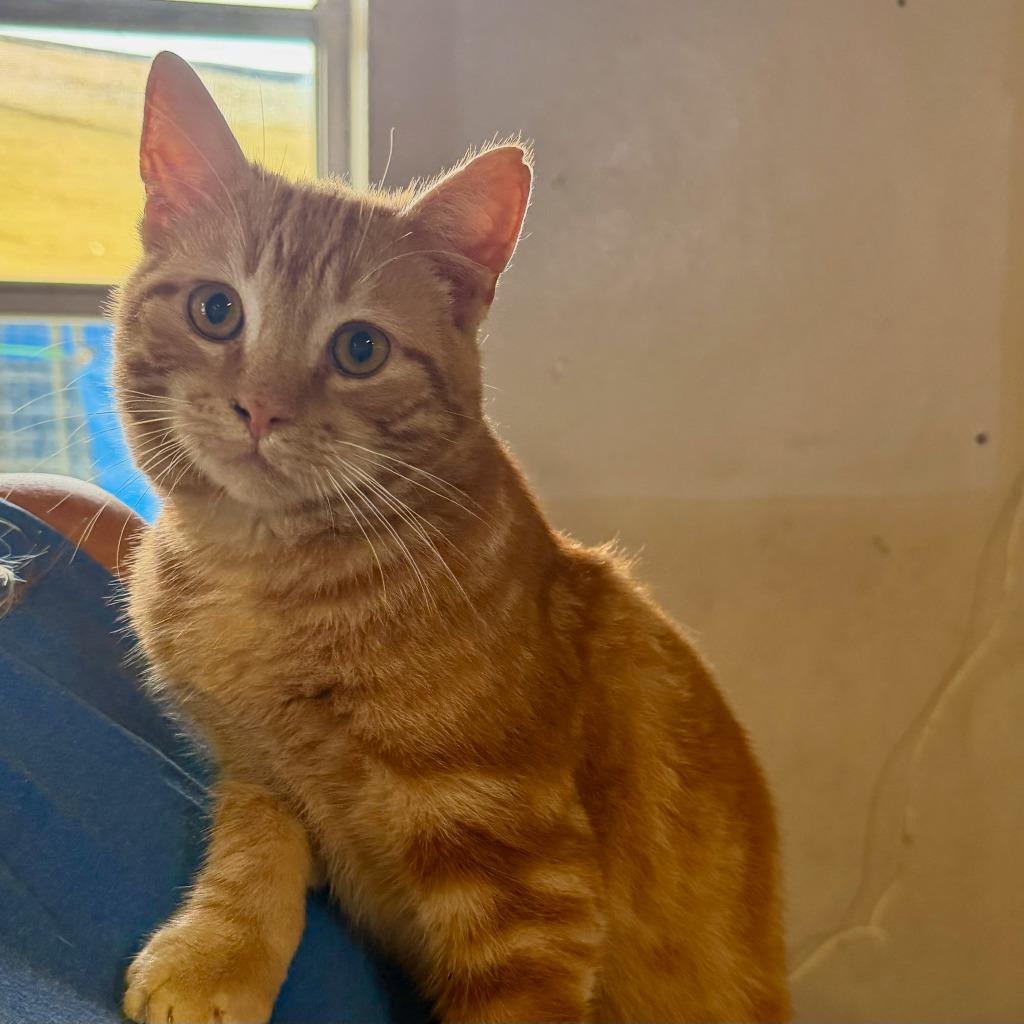 STUBBS, Adopted, Young Male Domestic Short Hair.