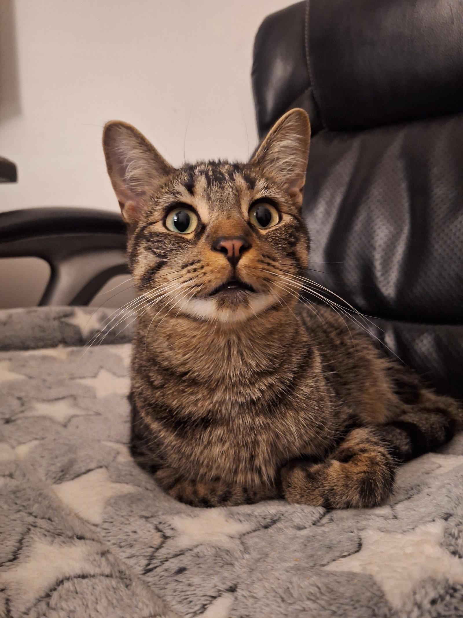 Crispin, Adoptable, Adult Male Domestic Short Hair.