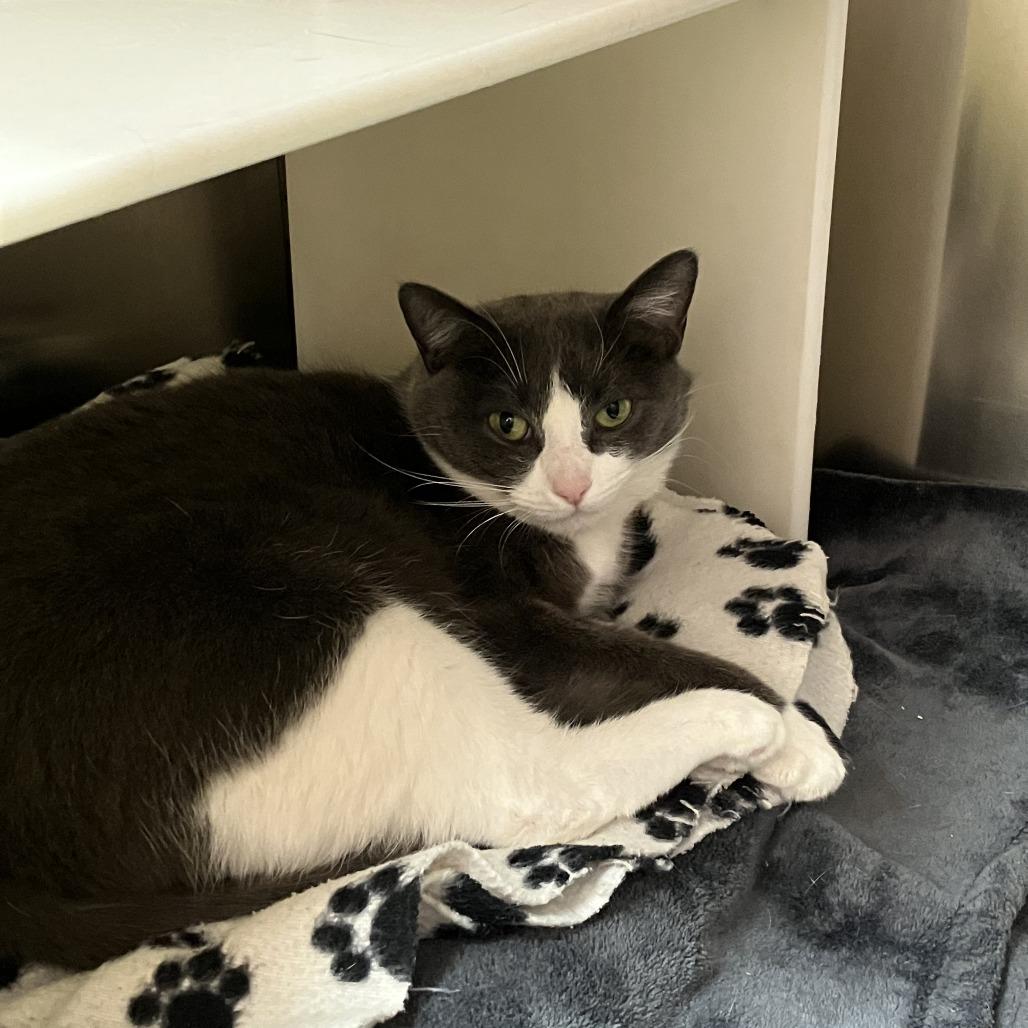 Enlarge Lisa, a Adoptable Domestic Short Hair in Burlington, ON image 1/2