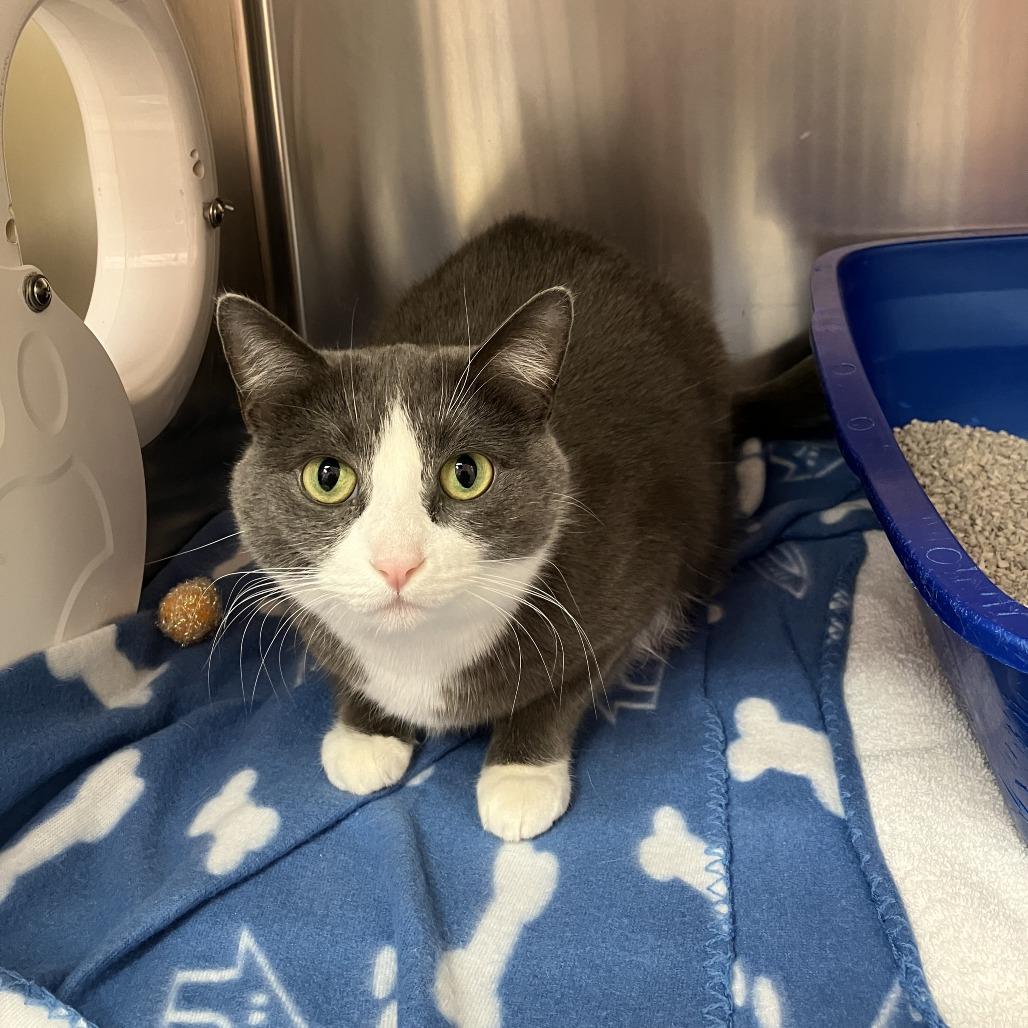 Enlarge Lisa, a Adoptable Domestic Short Hair in Burlington, ON image 2/2