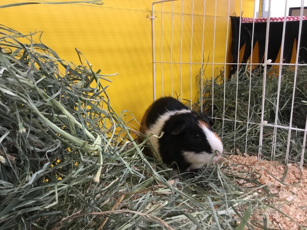 Enlarge Odie ( bonded to Yukon Gold), a Adoptable Guinea Pig in San Diego, CA image 1/2