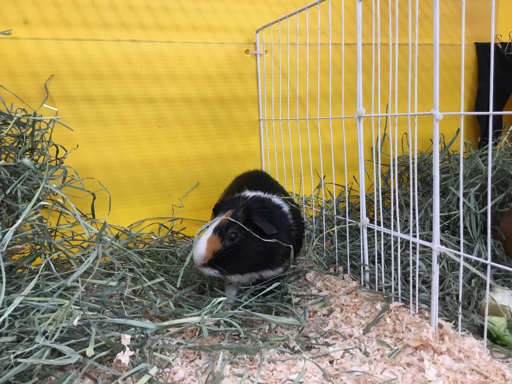 Enlarge Odie ( bonded to Yukon Gold), a Adoptable Guinea Pig in San Diego, CA image 2/2