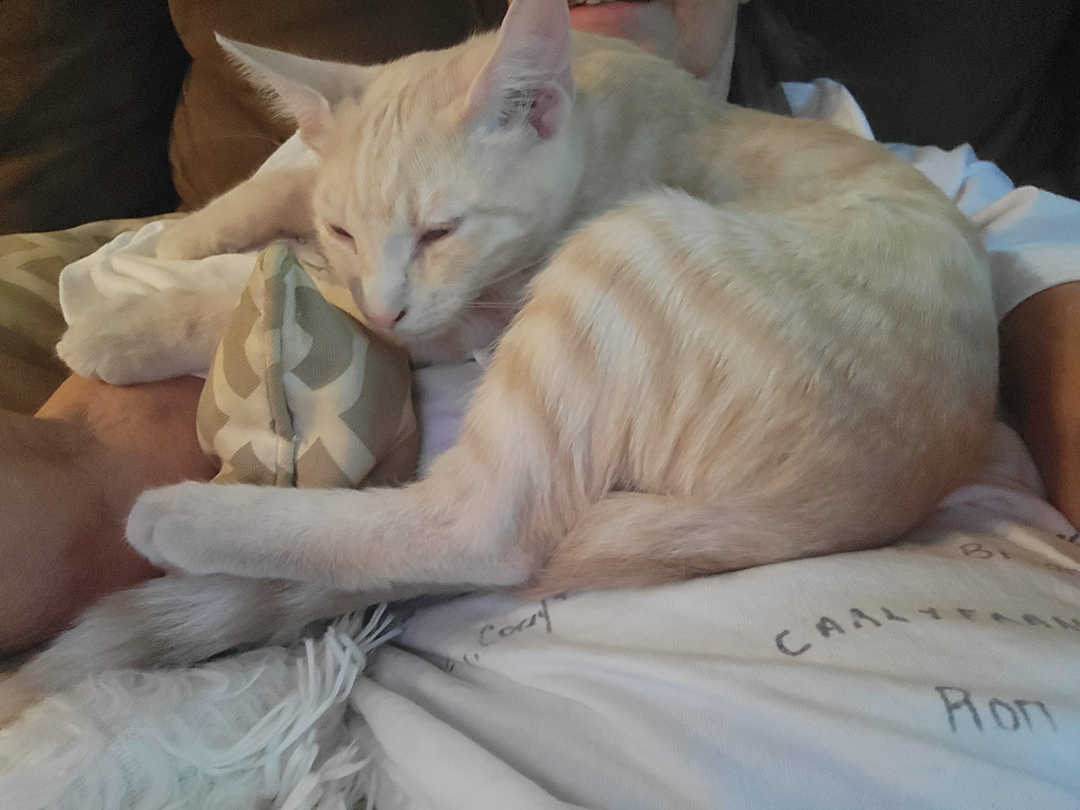 Suber, adopted, Young Male Domestic Short Hair.