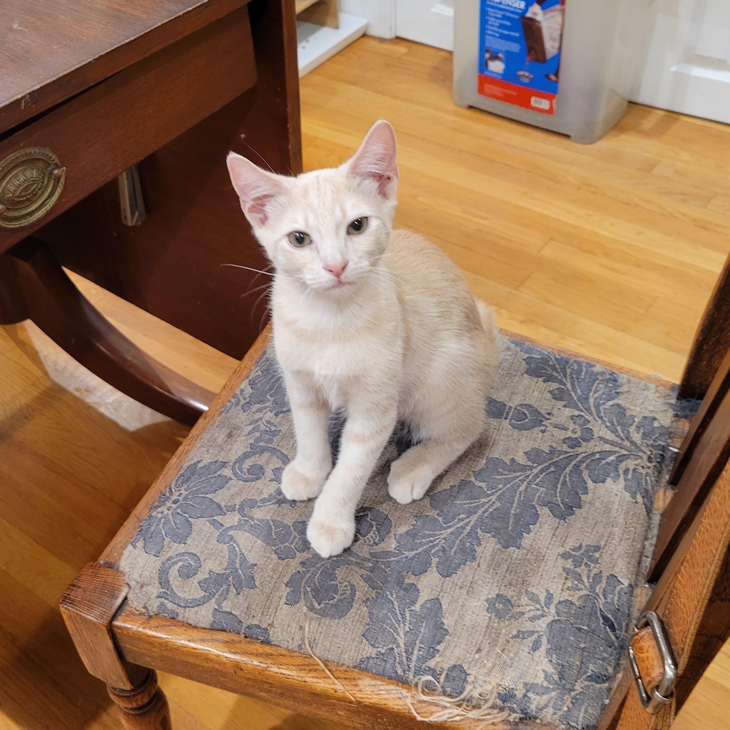 Suber, an adopted mixed breed in Smithfield, VA image 2/3