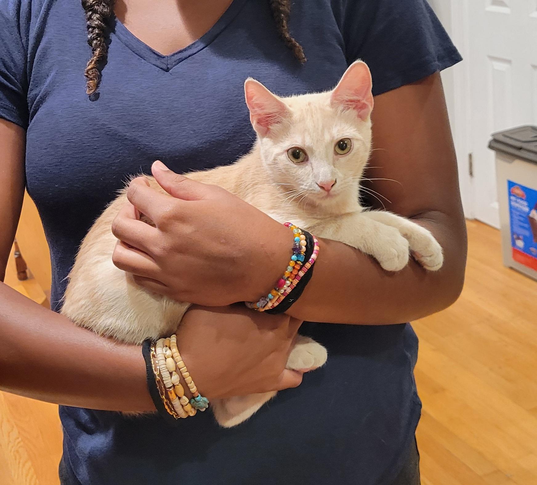 Suber, an adopted mixed breed in Smithfield, VA image 3/3