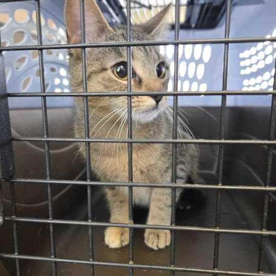 Ay Bay Bay, Adoptable, Young Female Domestic Short Hair.