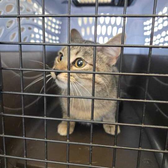 Enlarge Ay Bay Bay, a Adoptable Domestic Short Hair in Chesapeake, VA image 2/3