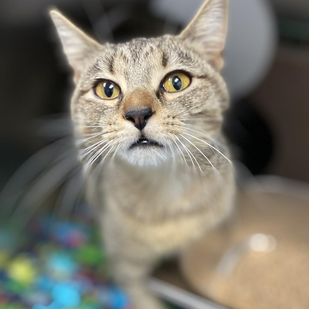 Enlarge Ay Bay Bay, a Adoptable Domestic Short Hair in Chesapeake, VA image 3/3