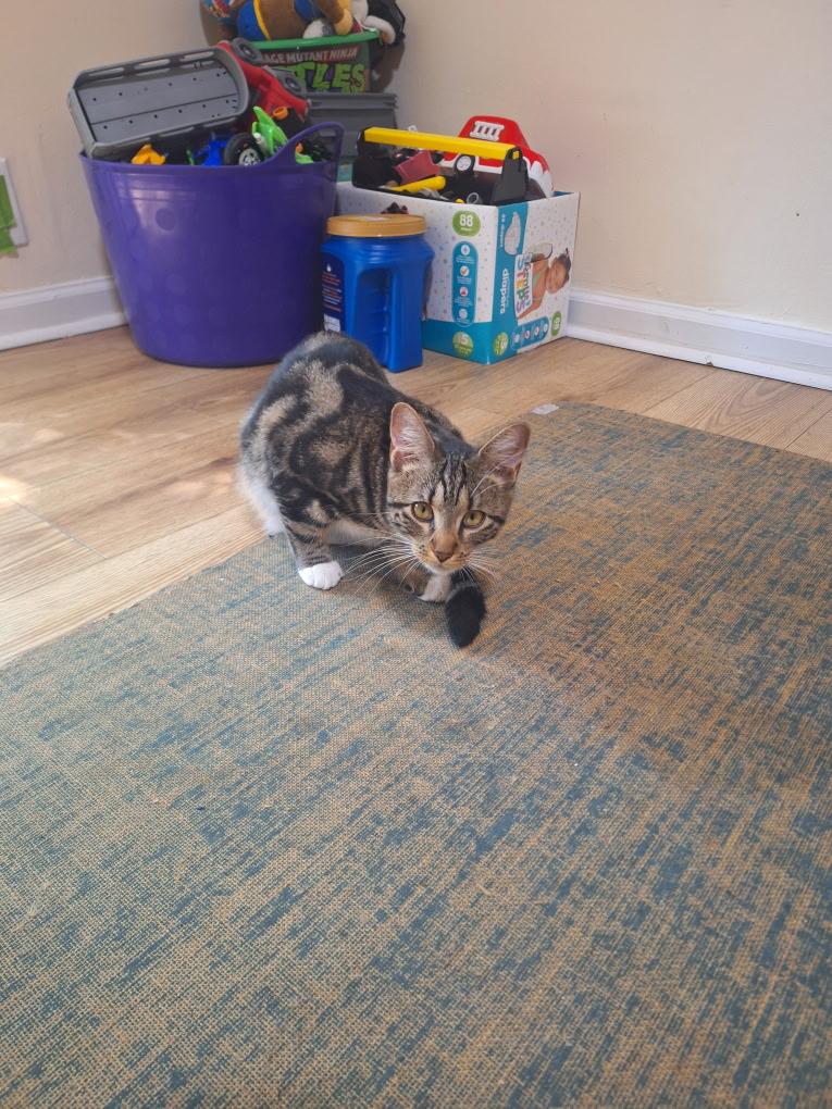 Venus, Adopted, Young Female Domestic Short Hair.