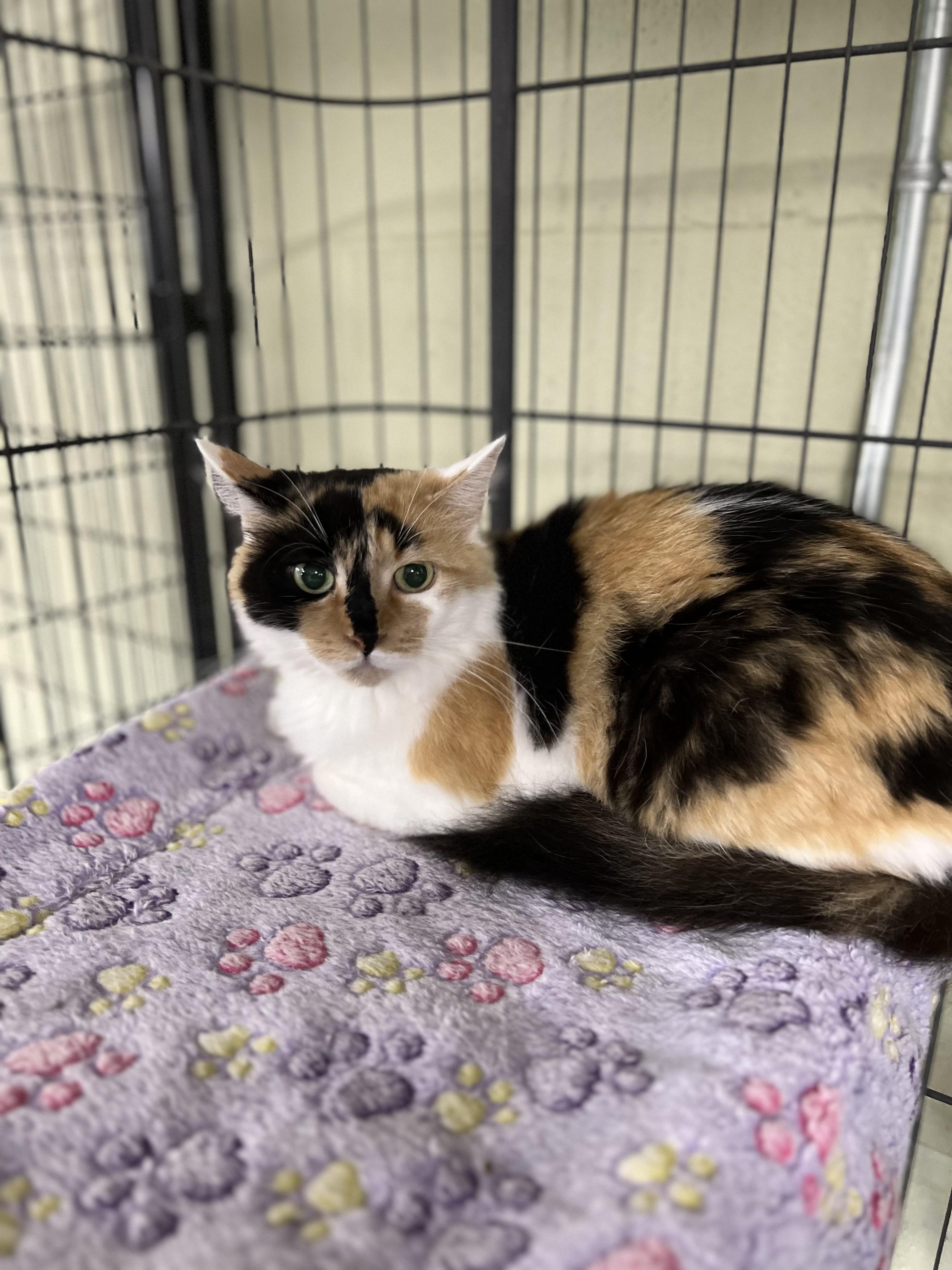 Enlarge Fluffy, an adopted Calico in Holland, MI image 2/3