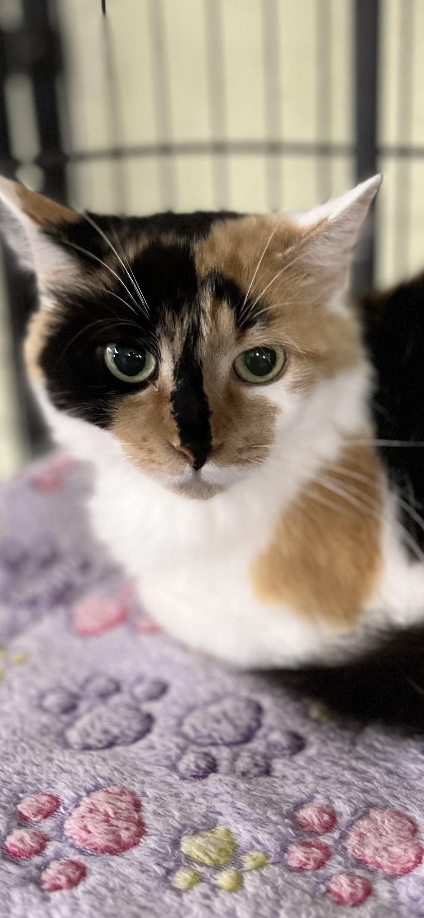 Fluffy, adopted, Young Female Calico.
