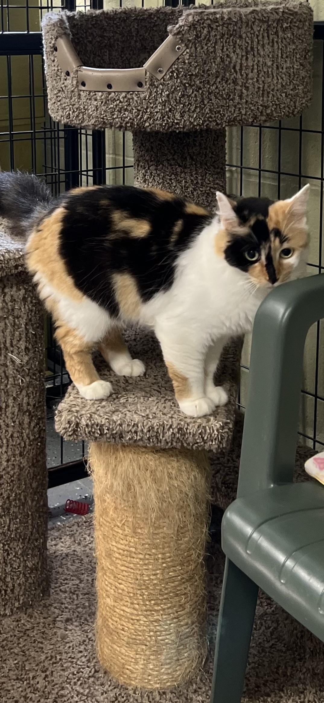 Enlarge Fluffy, an adopted Calico in Holland, MI image 3/3