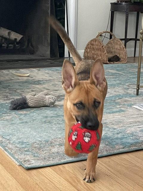 Enlarge **BRYNLEE**, a Adoptable Shepherd in North Prairie, WI image 1/2